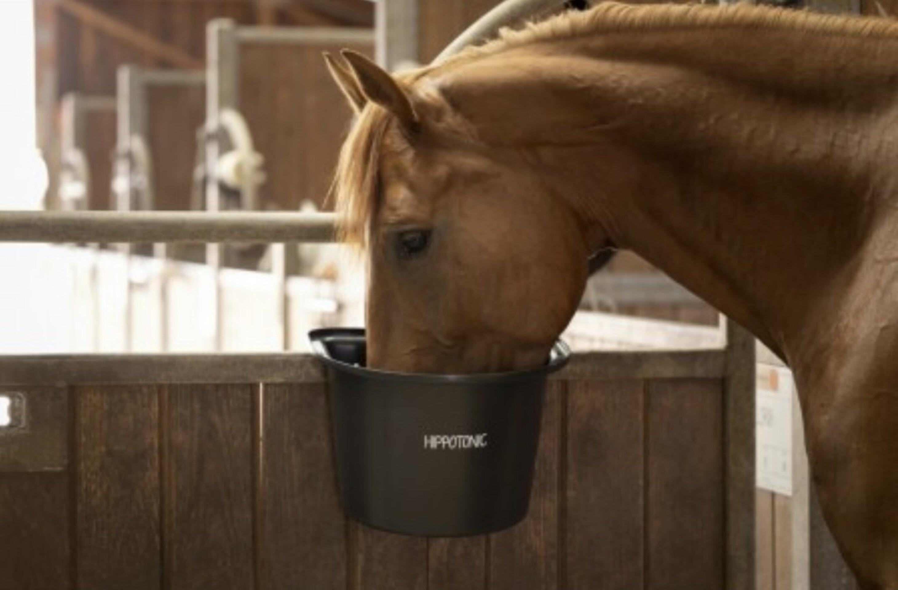 COMEDERO PUERTA HIPPOTONIC - 3